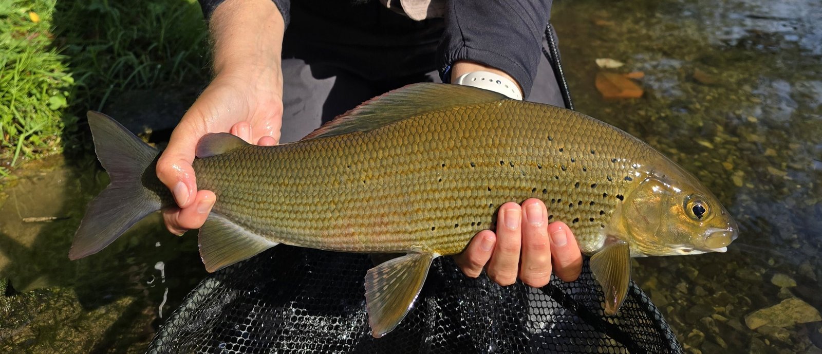The Art of Fly Fishing for Grayling: A Comprehensive Guide 1