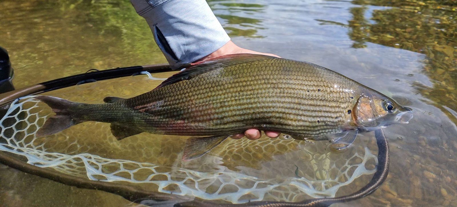 Dry Fly Fishing in Bosnia: A Guide to Success 3