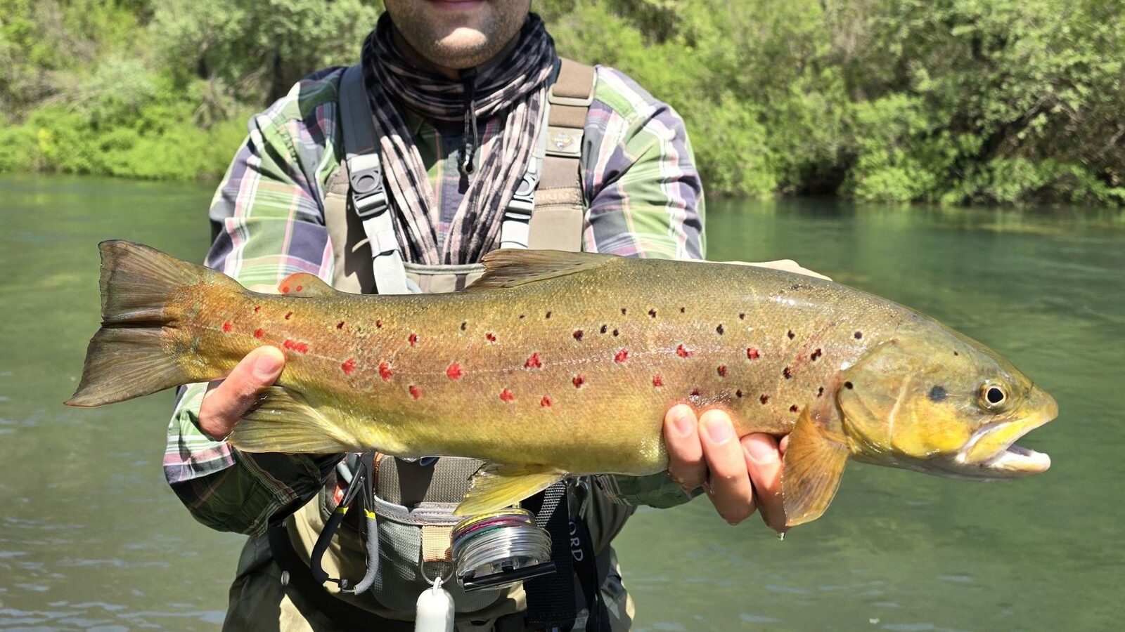 Spring Strategies: Fly Fishing for Big Brown Trout with Large Dry Flies