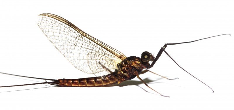 Spring Strategies: Fly Fishing for Big Brown Trout with Large Dry Flies 1