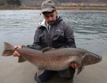 Fly fishing in Bosnia – hucho 8
