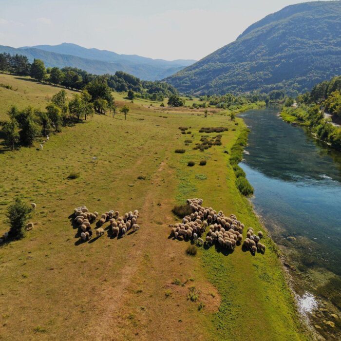 Fly fishing in Bosnia – pliva